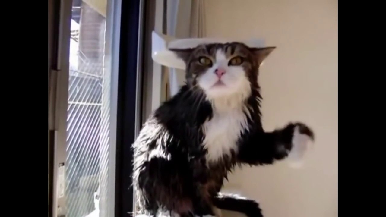 Funny Cats Compilation 2015