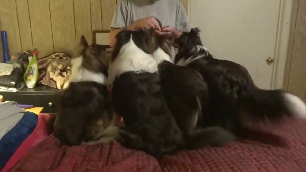 Un chien triche pour avoir plus de friandises