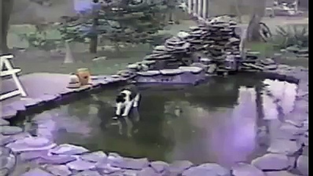 gato e a pesca