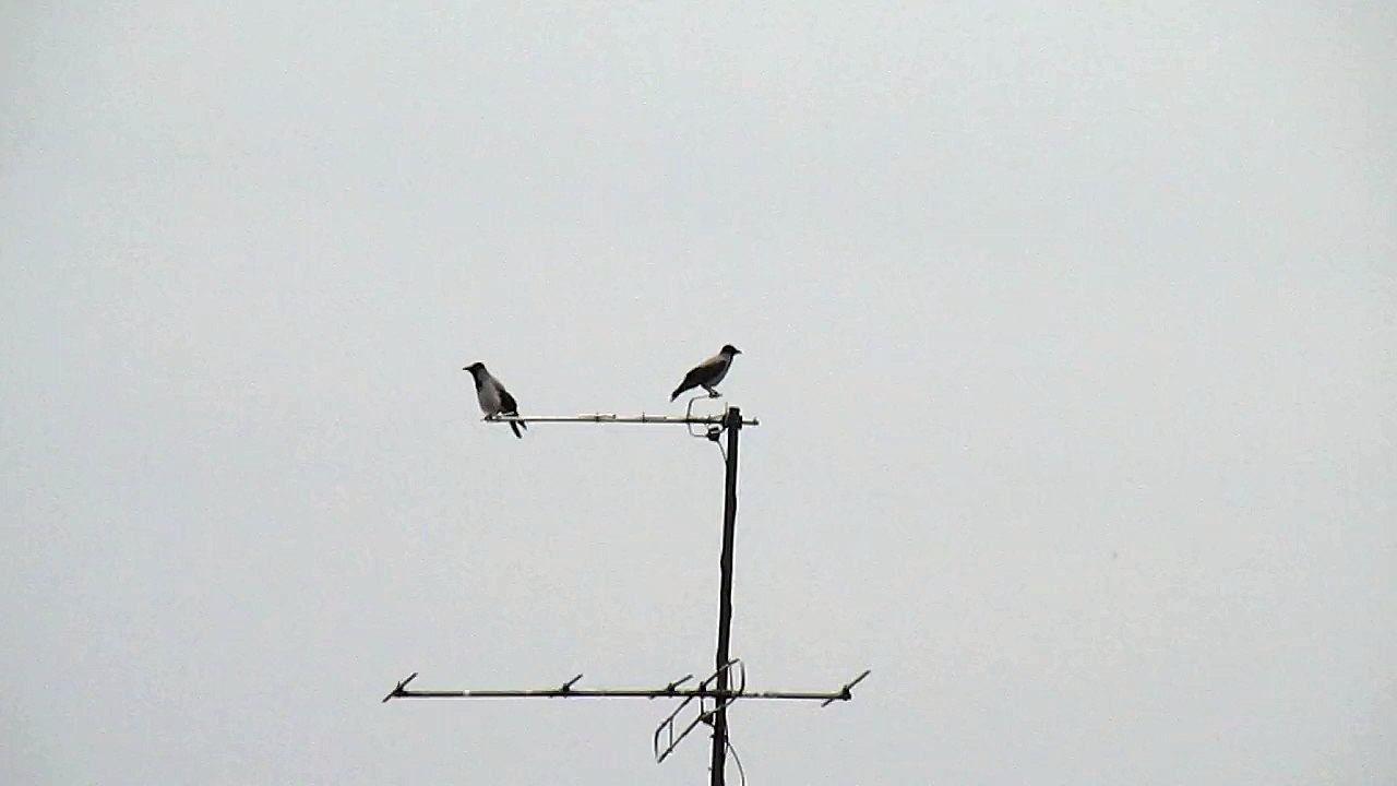 birds on an aerial