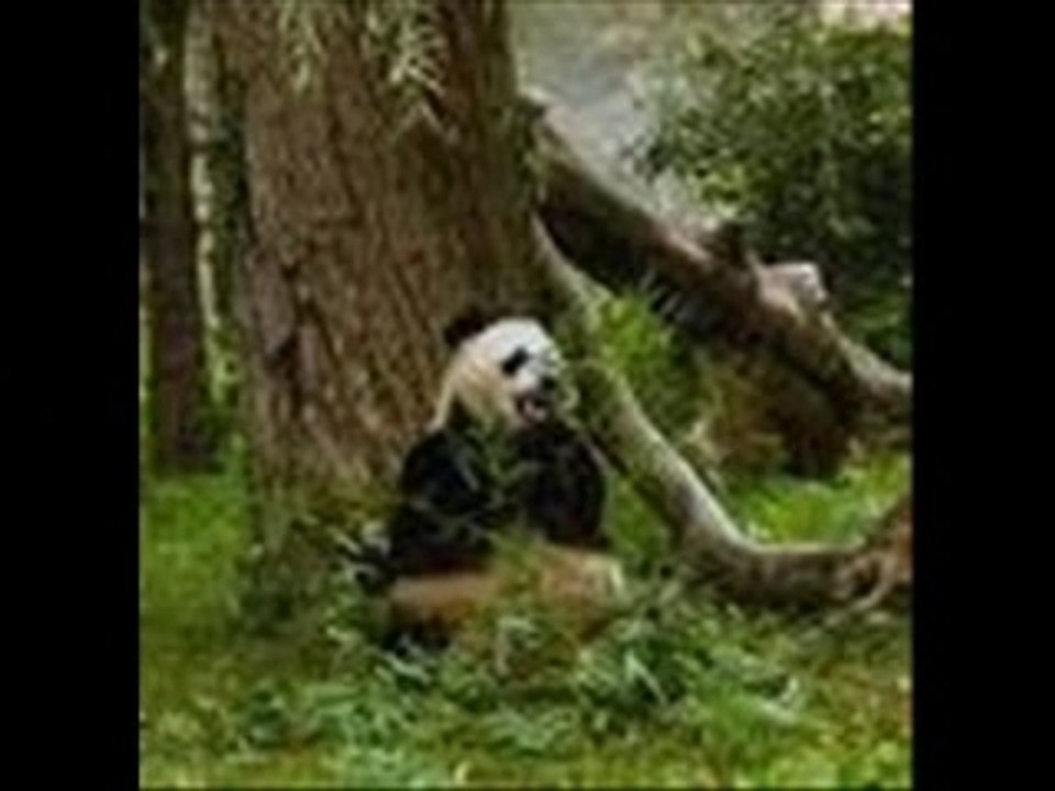 Diaporama panda