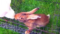 Bunny rabbits mating funny fast animals mating close up ~ Rabbit Mating