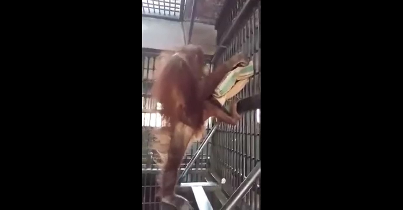 Orangutan builds a hammock