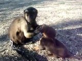 Maymun İle Köpeğin Komik Arkadaşlığı Hayvan videolari Zaplat