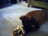 Boxer attacking toy!