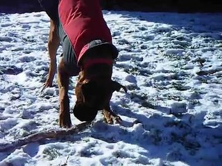 Boxer chewing a stick LOL