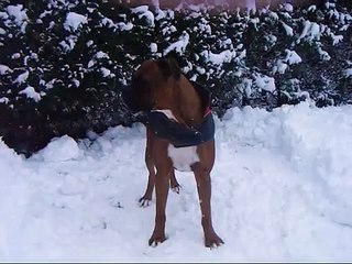 Boxer doesn't wanna play anymore. Awww!