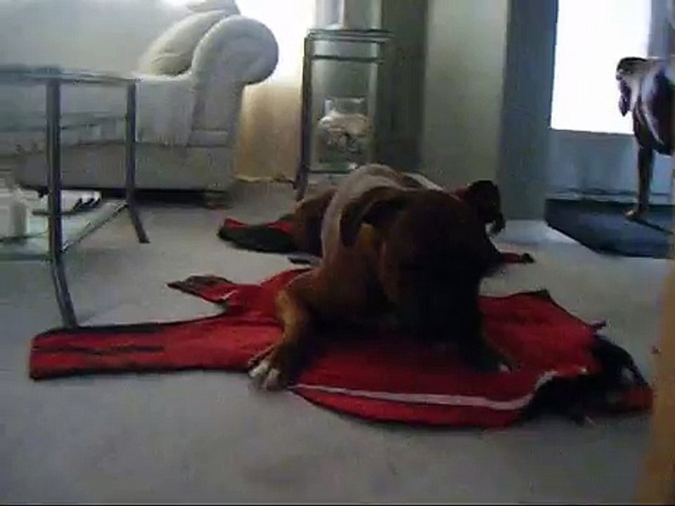 Doggy laying on his coat playing with toy