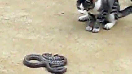 Macak I Poskok zmija,borba do kraja