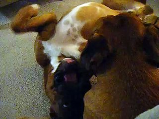 Dog loves to play on his back