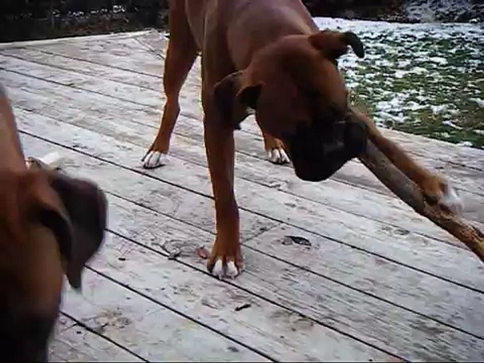 Boxer trying to break a stick lol