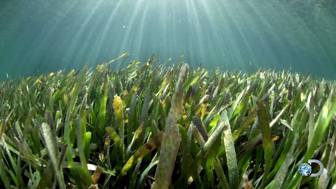 Why Sharks Are Important to Reefs