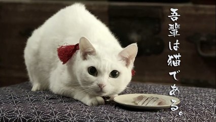 スペシャルドラマ「猫侍 玉之丞、江戸へ行く」特報