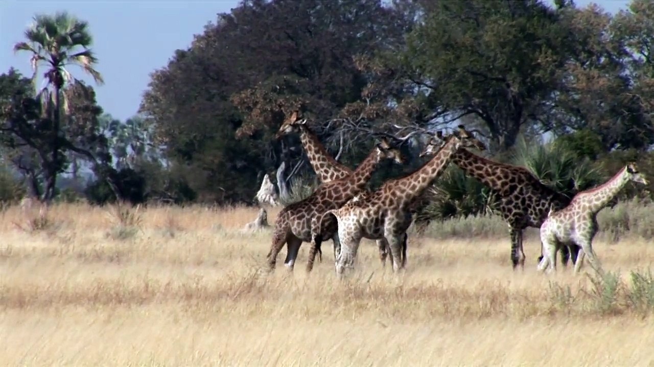Giraffe Parade