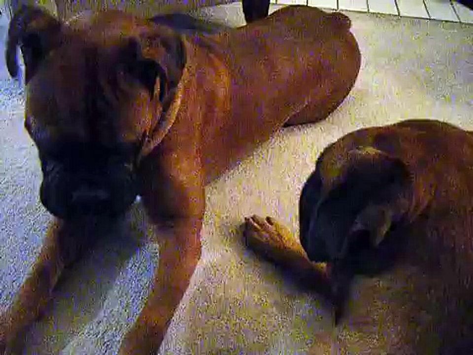 Boxer wants to bite his poppa