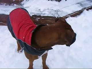 Dog with snow on his nose!