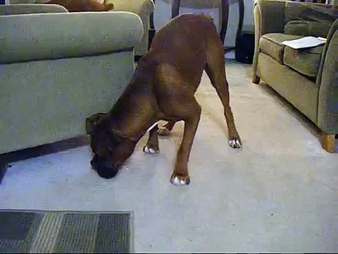 Boxers getting treats! Adorable!