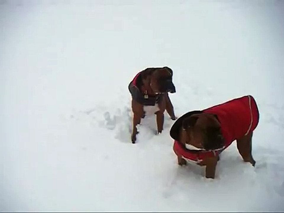 Boxers in matching jackets! Too cute!