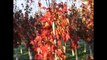 10-12 ft Sunset Red Maple From HH Farm