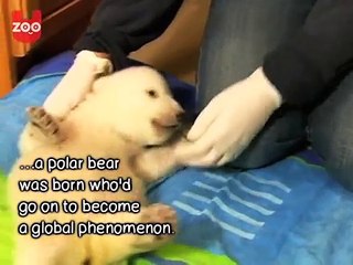 Knut the Polar Bear's Life - Berlin Zoo