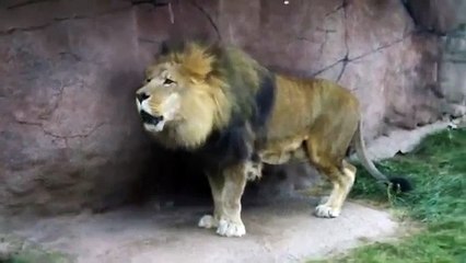 Funny / Amazing / haha great Whatsapp Videos.