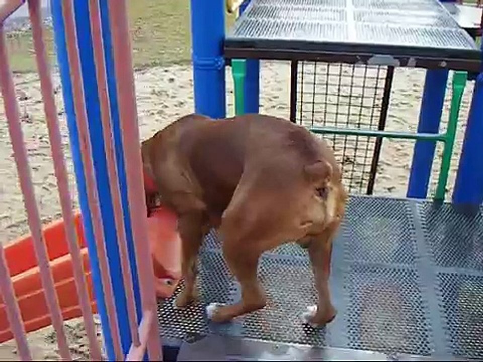 Boxers playing at the park!