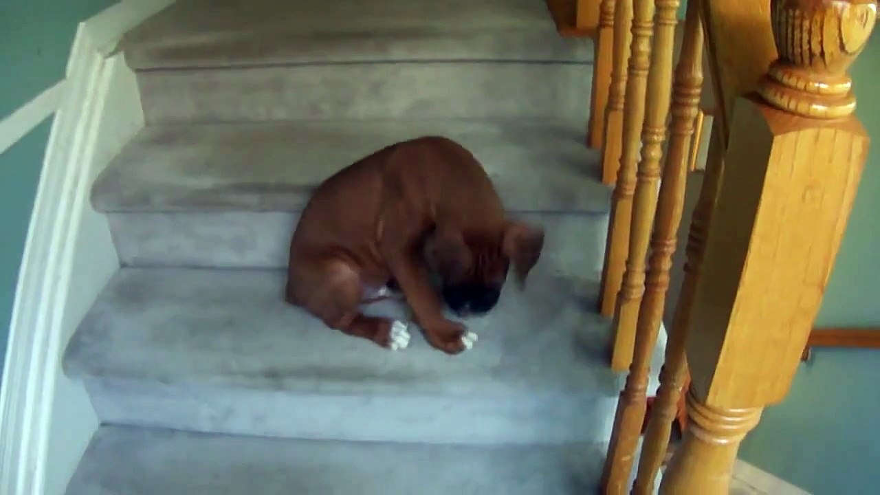 Cute puppys first time down the steps!!! OMG! ADORABLE!