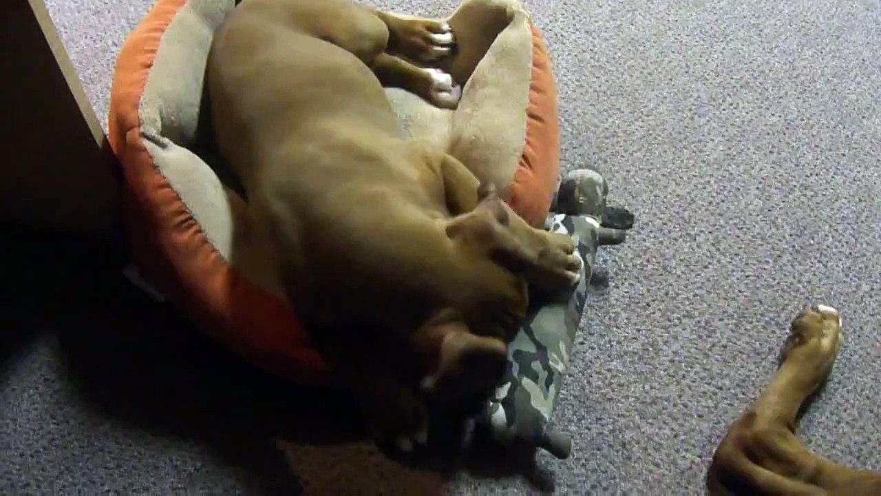 Cutest puppy playing laying down