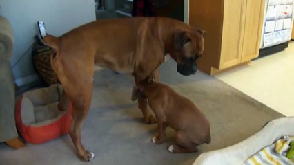 Cutest puppy playing with poppa