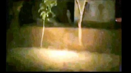 Funny / Amazing / haha great Whatsapp Videos. 6