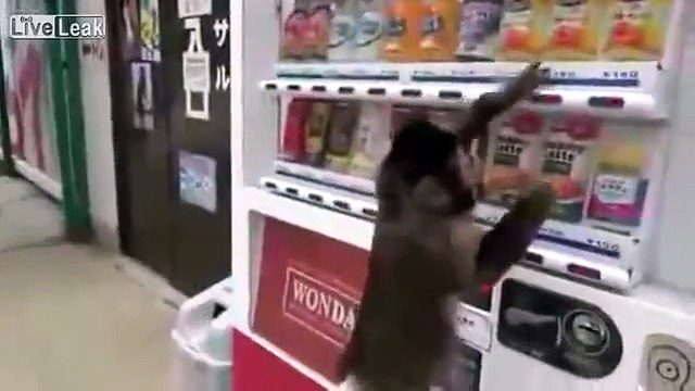 Sahibinin verdiği bozuk parayla kola alan maymun