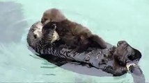 A newborn baby otter was the center of attention this weekend at the Monterey Bay Aquarium. The mother spent the afternoon grooming her pup because puffing up the fur makes it easier for the little one to float in the water