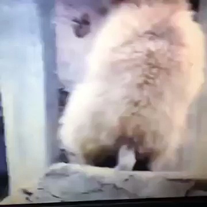 İlk defa öpülen maymun ( vine türkiye )