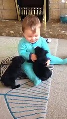 Baby plays with puppies