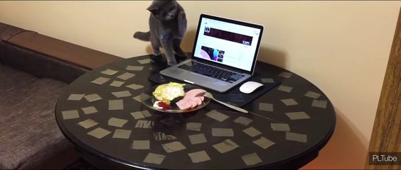 Как отучить кота ходить по столу
