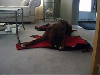 Dog finally cracks open toy egg