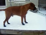 Dog getting used to his snow shoes