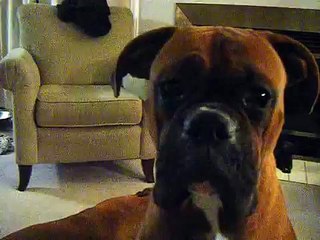 Dog listening to himself bark! Must See!