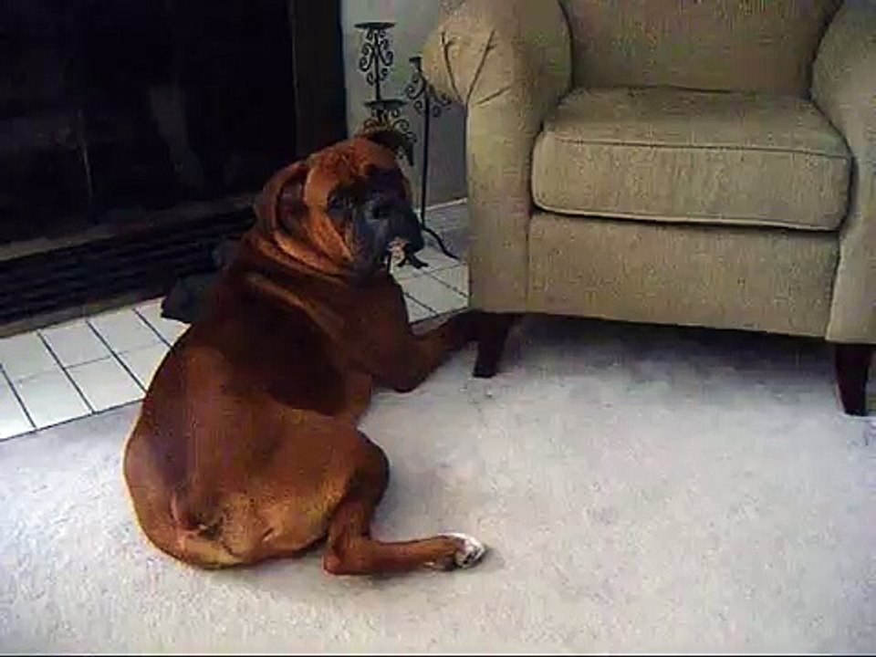 Dog on timeout! TOO CUTE!