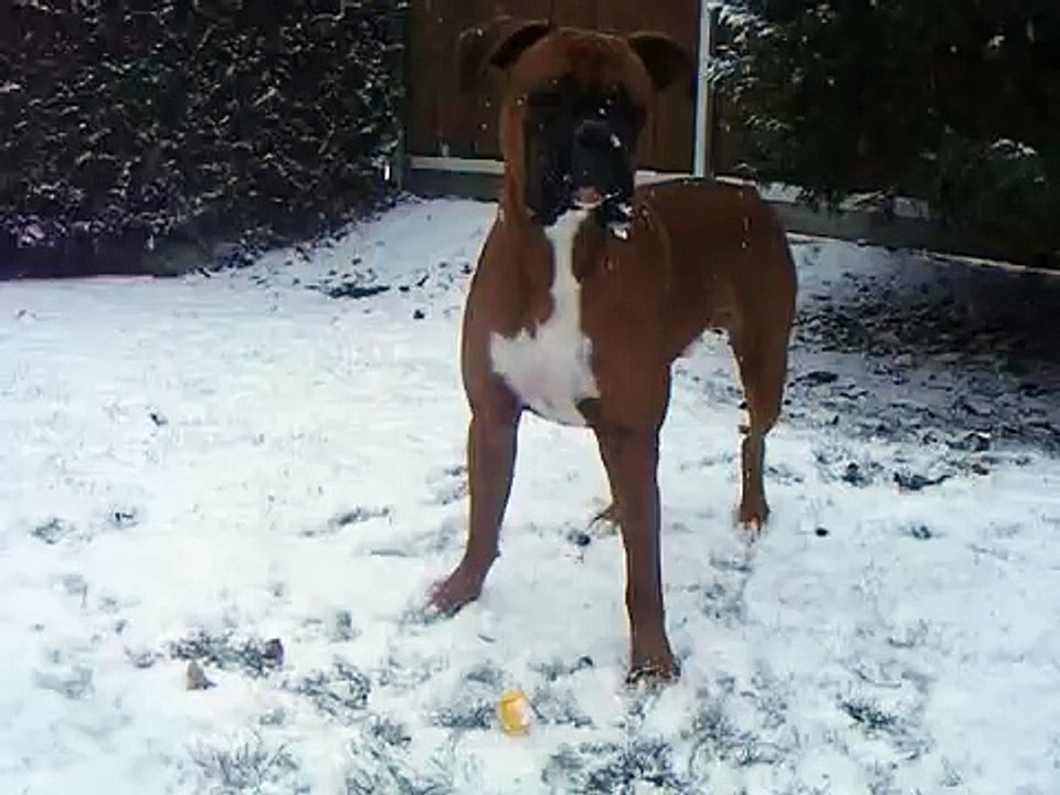Dog playing keep away