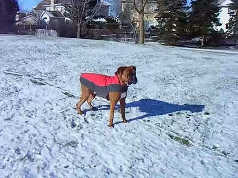 Doggy looking for his poppa