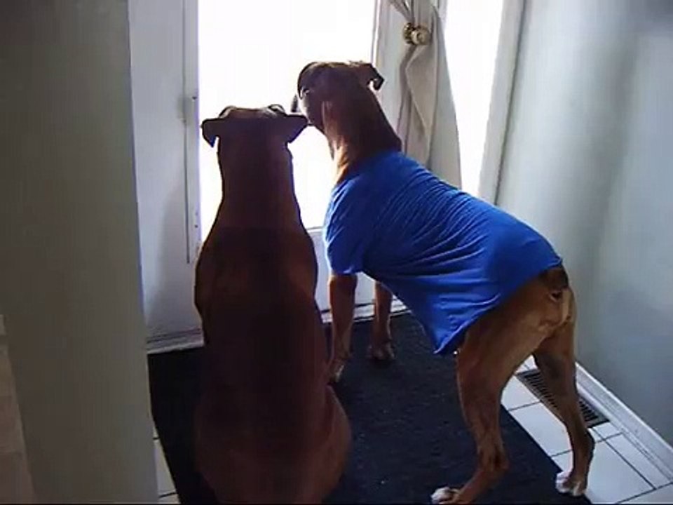 Cute dogs barking at the door