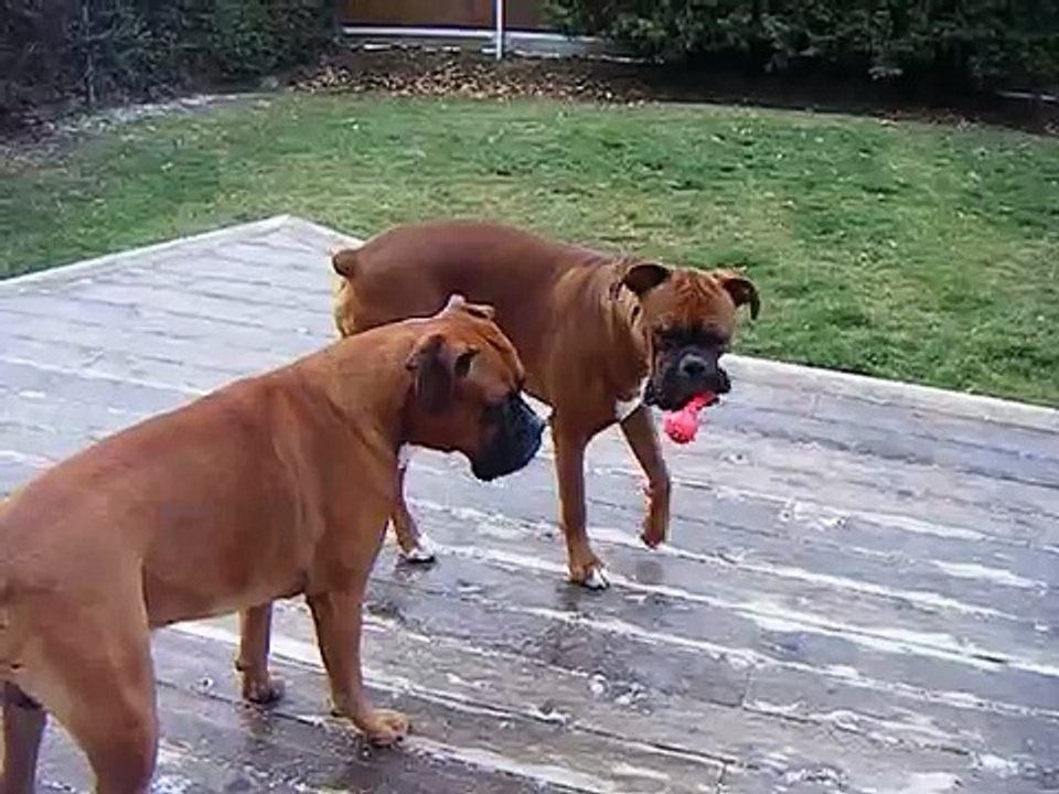 Dogs dont want to play