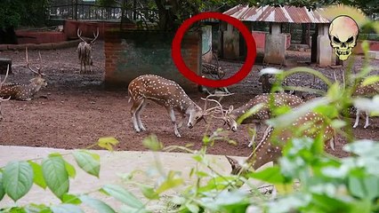 Funny / Amazing / haha great Whatsapp Videos. 2