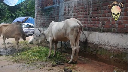 Funny / Amazing / haha great Whatsapp Videos.