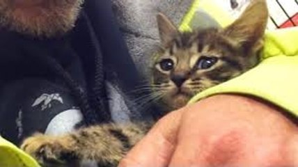 Kitten Trapped in Storm Drain Rescued after 33 Hours!