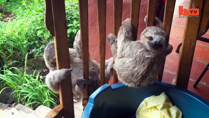 Cute Baby Sloths Learn To Climb