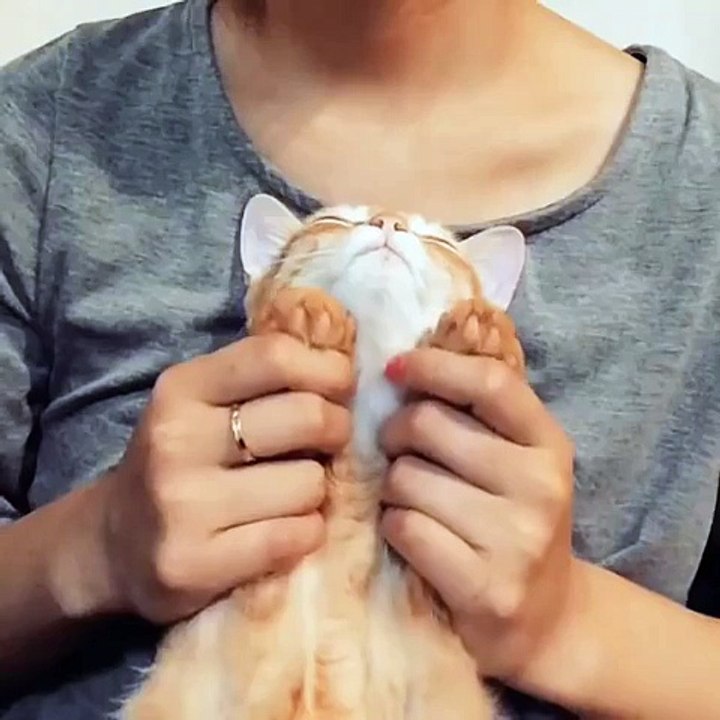 Massaging Kitty Paws