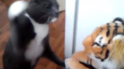 Cat really hates this tiger
