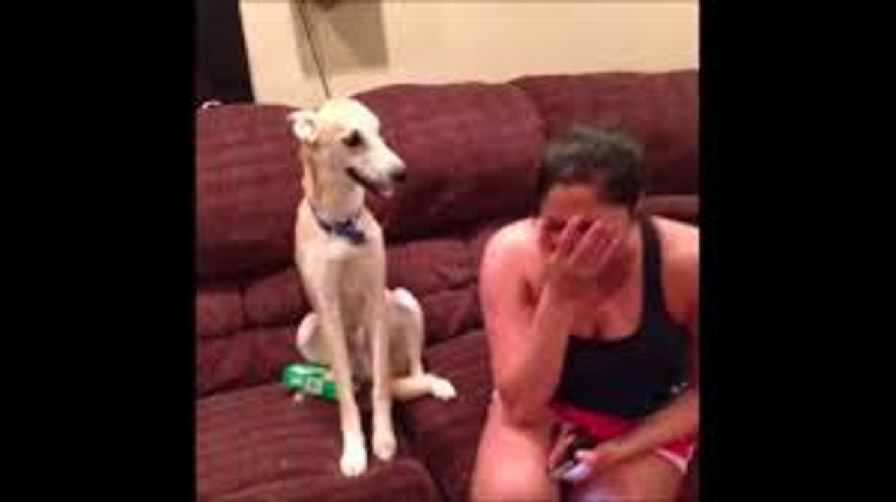 Funny Dogs Video Compilation 2015